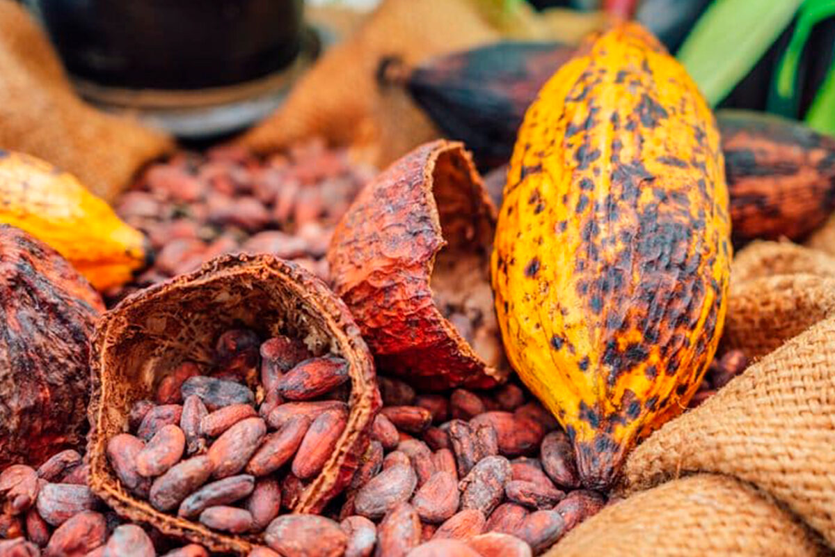 Kakao pulveris ECUADOR Arriba National