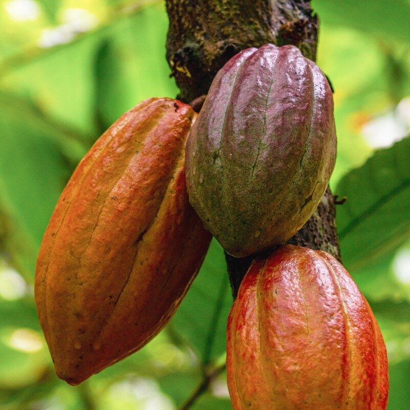 Cocoa beans in chocolate (Colombia)