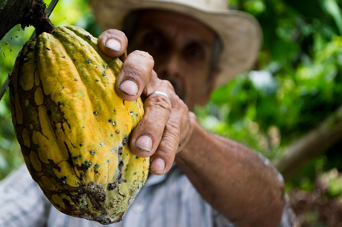 Cocoa mass (Venezuela, Paria region, Sucre state)