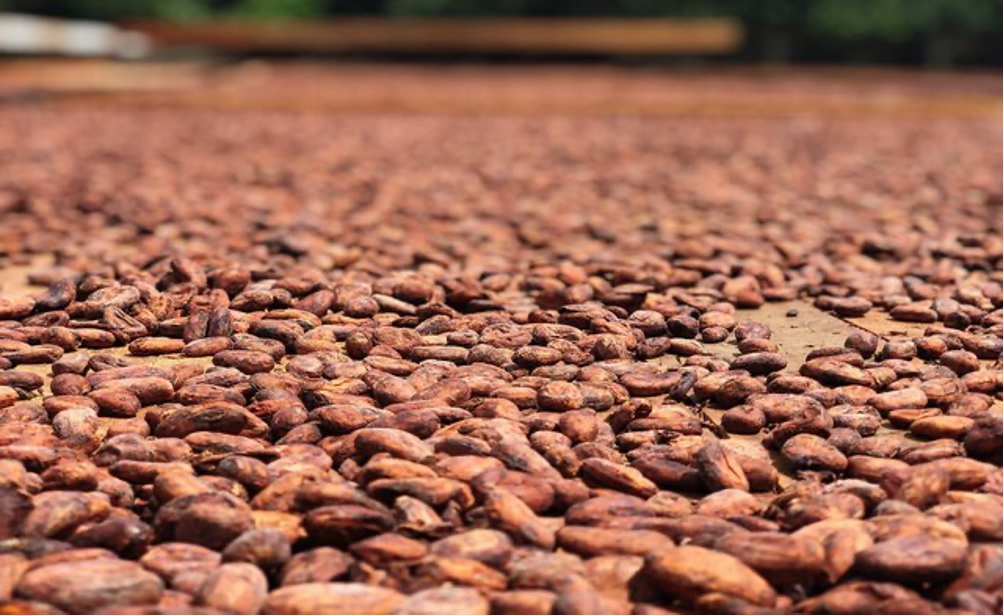 Kakao masa (Madagaskara, Sambirano ieleja, kooperatīvs Mava)