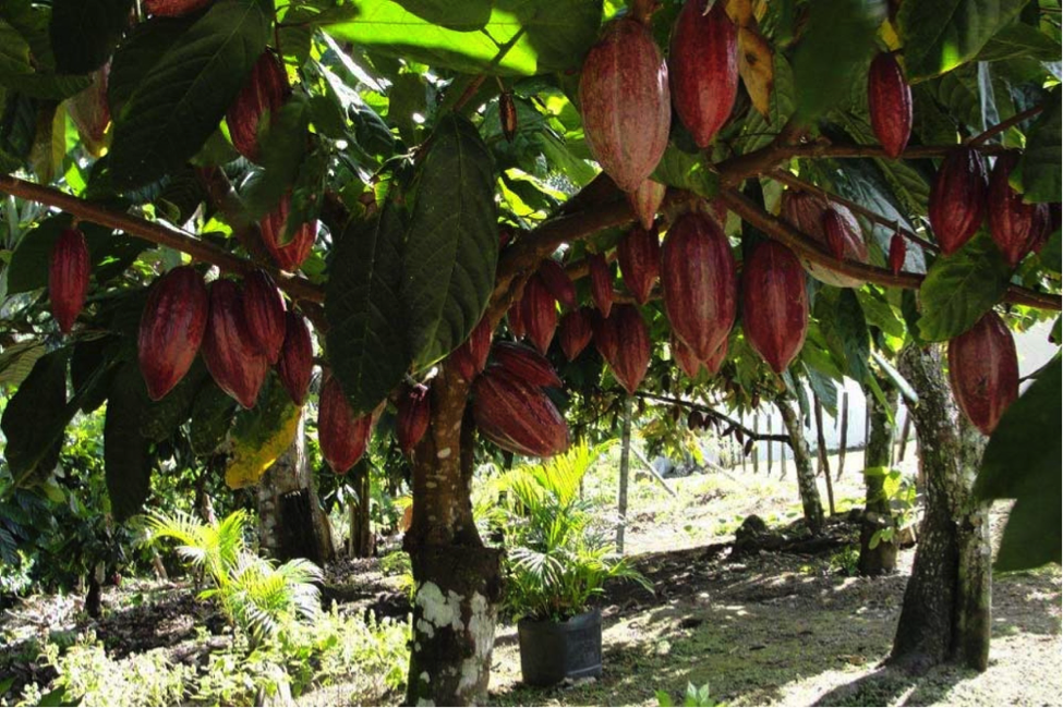 Cocoa mass (Madagascar, Sambirano valley, Mava cooperative)
