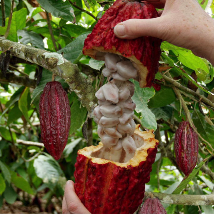 Kakao masa (Madagaskara, Sambirano ieleja, kooperatīvs Mava)