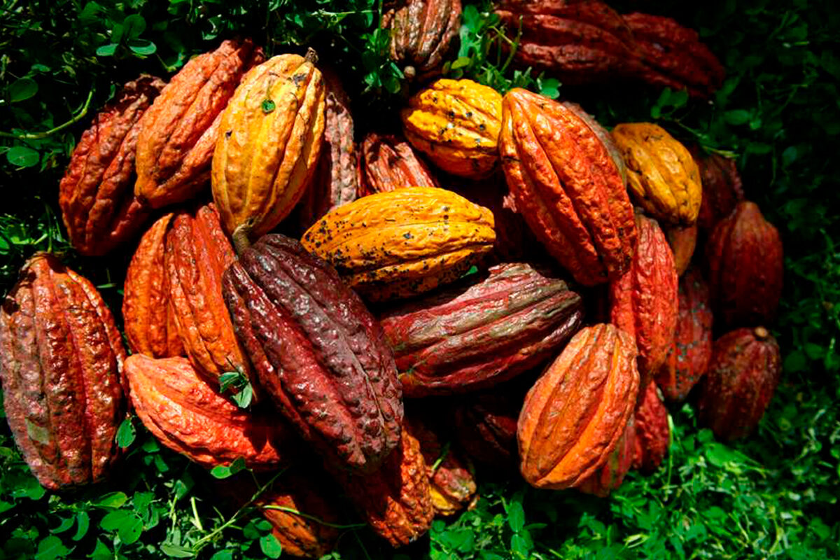 Organic Cacao mass (ECUADOR Arriba National) 