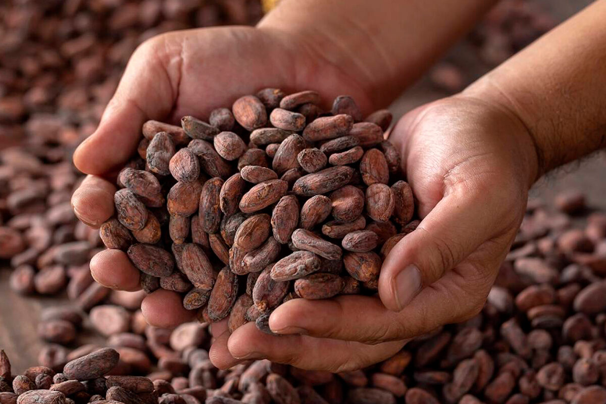 Kakao masa (Ekvadorā  Arriba National)